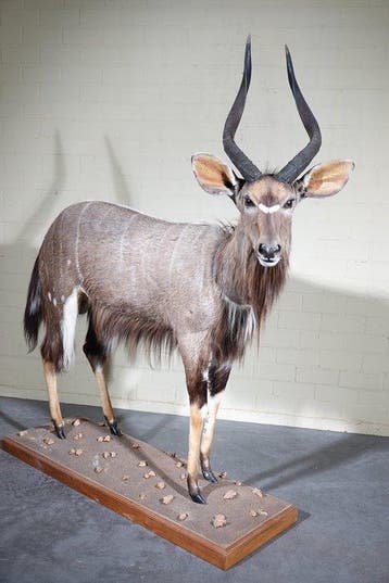 Fine Nyala Support mural pour taxidermie - Tragelaphus, Nieuw