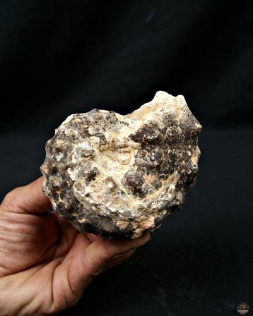 Ammoniet - Gefossiliseerd dier - Mammites sp. (Zonder, Verzamelen