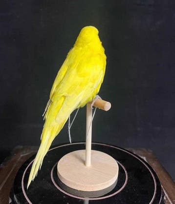 Gele budgerigar Taxidermie volledige montage - Yellow