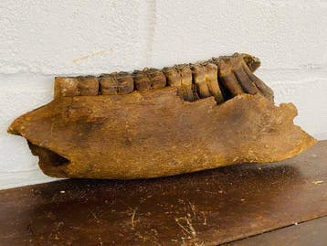 steppe Tarpan - Os fossilisé - Equus ferus ( wild paard ) -