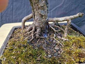 Den bonsai (Pinus) - Hoogte (boom): 45 cm - Diepte (boom):