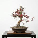 Bonsai van Acer palmatum Deshojo - Hoogte (boom): 38 cm -