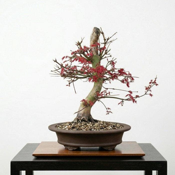 Bonsai van Acer palmatum Deshojo - Hoogte (boom): 38 cm -, Antiek en Kunst, Curiosa en Brocante