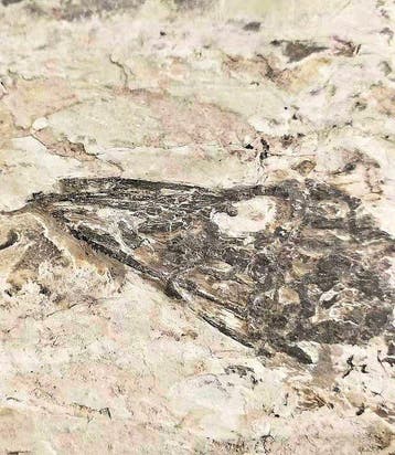 Gefossiliseerd dier - Monjurosuchus Fossil – Choristodera, Collections