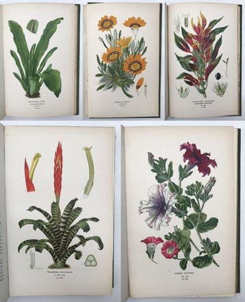 Edward Step - Favourite Flowers of Garden and Greenhouse. -, Antiek en Kunst