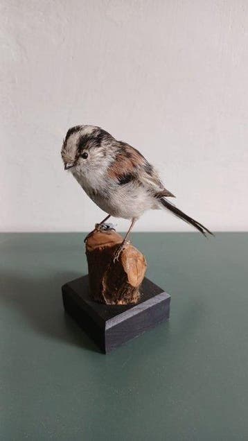 Codibugnolo Taxidermie volledige montage - Aegithalos, Verzamelen, Nieuw