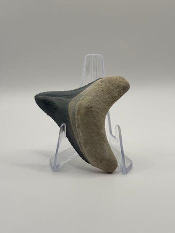 Megalodon - Fossiele tand - Otodus Megalodon - 5.37 cm