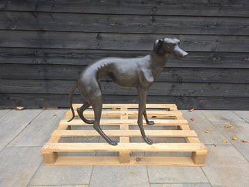 Statue, Bronze: XL Greyhound Dog - 77 cm - Bronze - 2026