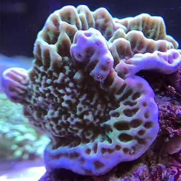 Montipora Undata Groen/Blauw M (Ong. 5-6 cm), Verzenden, Nieuw