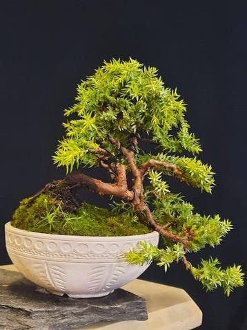 Bonsaï Genévrier (Juniperus) - Hauteur (arbre) : 14 cm -