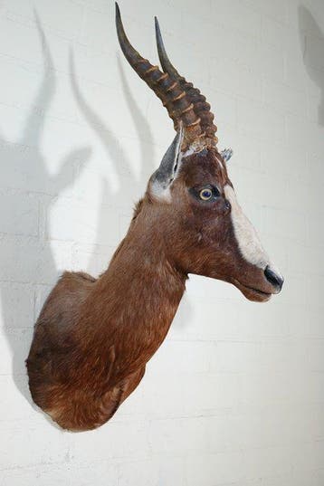 Blesbok Support mural pour taxidermie - Damaliscus pygargus, Nieuw