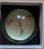 Damien Hirst (1965) - Presse-papier - Glas, Antiek en Kunst