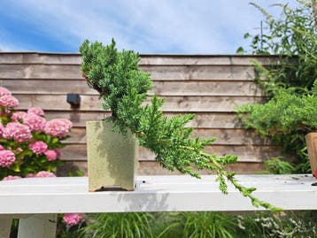 Bonsaï Genévrier (Juniperus) - Hauteur (arbre) : 16 cm -