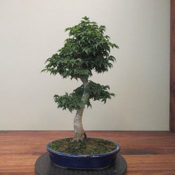 Acer palmatum shishigashira - Hauteur (arbre) : 43 cm -