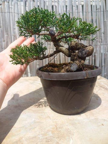 Bonsai Cupressus Sempervirens - Hoogte (boom): 12 cm -