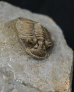 Trilobite - Animal fossilisé - Platy Scutellum massai
