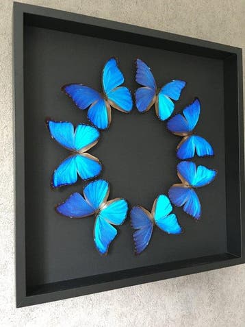 Papillon Support de corps entier pour taxidermie - Morpho