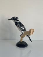 Pied Kingfisher Taxidermie volledige montage - Ceryle Rudis