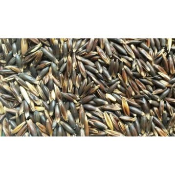 Zwarte haver vol 20kg (15kg + 5kg gratis) - losse zak, Dieren en Toebehoren, Paarden en Pony's | Overige Paardenspullen, Nieuw