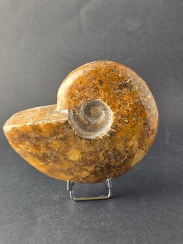 Ammoniet - Gefossiliseerd dier - Cleoniceras Ammonite, Verzamelen, Mineralen en Fossielen