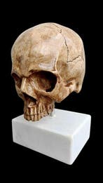sculptuur, Memento Mori - 22 cm - marmerstof, Antiek en Kunst