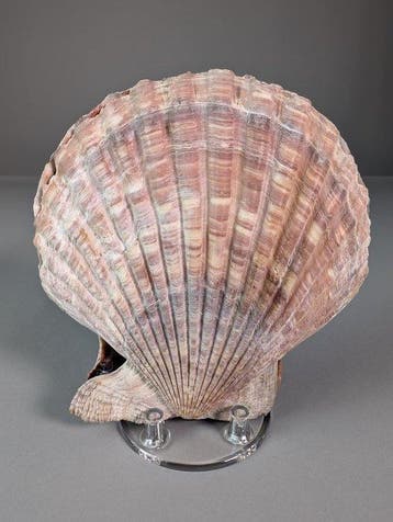 Grote Pecten-schelpdier Zeeschelp - Pectininae sp. (Zonder