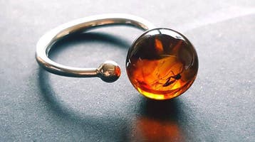 Zeldzame zilveren ring van natuurlijk Baltisch amber met, Antiek en Kunst
