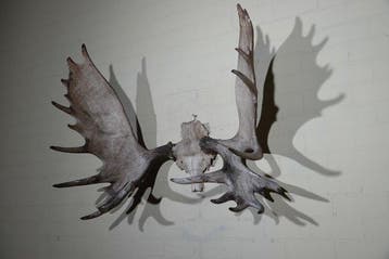Large Northern Elk/Moose Schedel - Alces alces - 65 cm - 100, Verzamelen, Nieuw