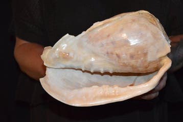 Zeeslak Zeeschelp - S-400 CASSIS TESSELLATA (Zonder, Verzamelen, Dierenverzamelingen, Nieuw