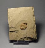 Prachtigste kleine trilobiet - Gefossiliseerd dier -, Verzamelen, Mineralen en Fossielen