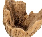 Zeespons  Natuurspons Taxidermie volledige montage -