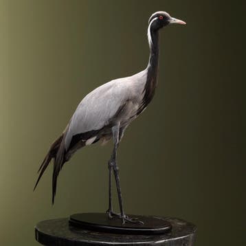Jufferkraanvogel Taxidermie Opgezette Dieren By Max, Ophalen of Verzenden, Nieuw, Vogel, Opgezet dier