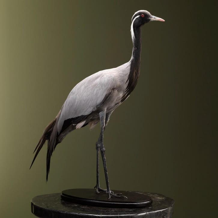 Jufferkraanvogel Taxidermie Opgezette Dieren By Max, Collections, Collections Animaux, Enlèvement ou Envoi