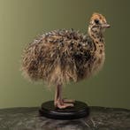 Struisvogel Kuiken Taxidermie Opgezette Dieren By Max, Ophalen of Verzenden, Opgezet dier
