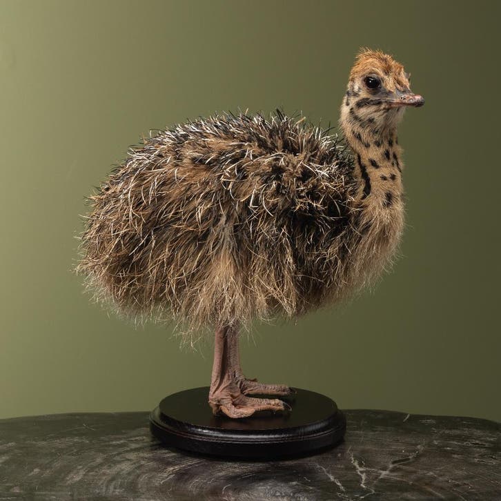 Struisvogel Kuiken Taxidermie Opgezette Dieren By Max, Collections, Collections Animaux, Enlèvement ou Envoi