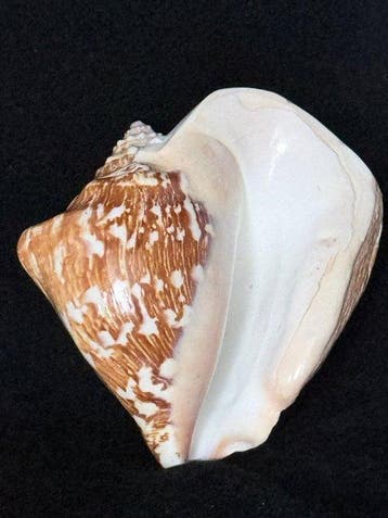 Escargot de mer Coquillage marin - S-606 STROMBUS LATISSIMUS