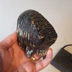 Dent de bébé mammouth laineux fossile sur un support fait à, Collections