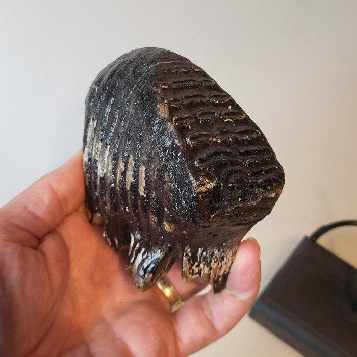 Dent de bébé mammouth laineux fossile sur un support fait à, Collections, Minéraux & Fossiles