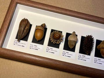Diverse plantenzaden Taxidermie volledige montage - Various