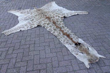 Northern Giraffe Taxidermie volledige montage - Giraffa, Nieuw