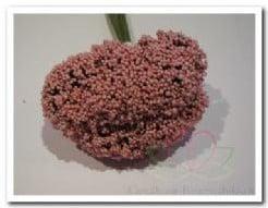 Fieldberries Rose doos, Nieuw