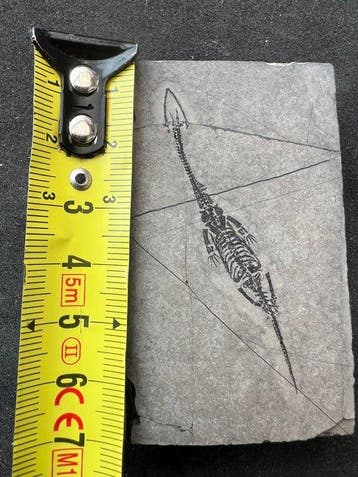 Zeereptiel - Gefossiliseerd dier - Fossile de Keichousaurus