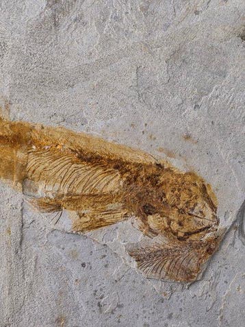 Vis - Gefossiliseerd dier - Lycoptera - 11 cm (Zonder