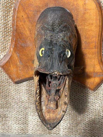 Grand brochet du nord Support de tête pour taxidermie - Esox