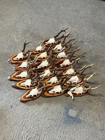 Reebok Schedel met gewei - Capreolus capreolus - 25 cm - 15, Verzamelen, Nieuw