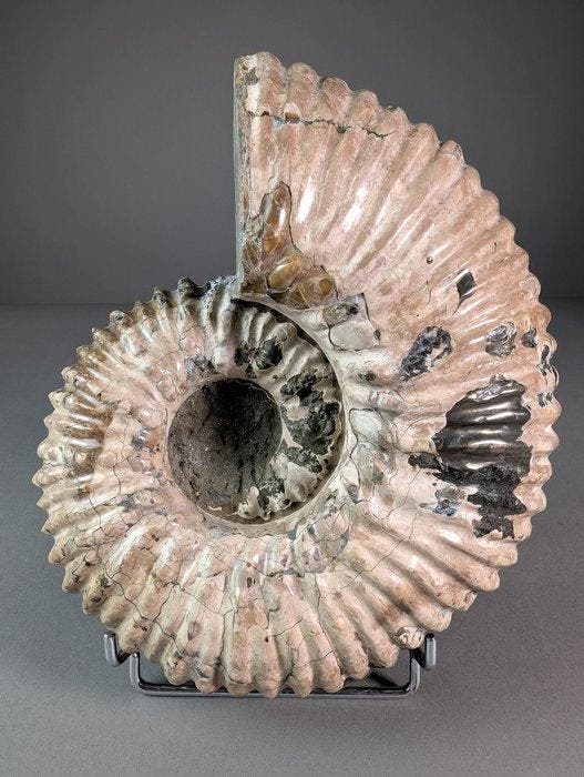 Ammoniet - Gefossiliseerde schelp - Douvilliceras sp. - 27, Verzamelen, Mineralen en Fossielen