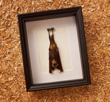 Chauve-souris Support de corps entier pour taxidermie -