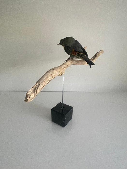 Red-billed leiothrix Taxidermie volledige montage -, Collections, Collections Animaux