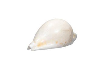 Majestueuze elegantie: De Cypraea hesitata in glanzende, Nieuw