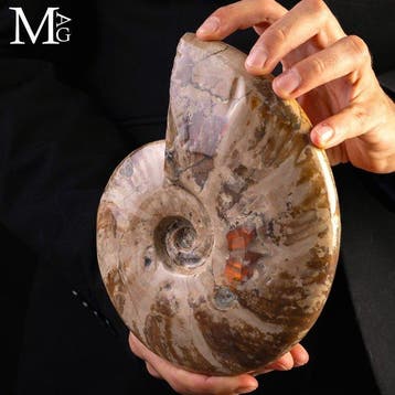 Gefossiliseerde ammonietenschelp van Cleoniceras uit het